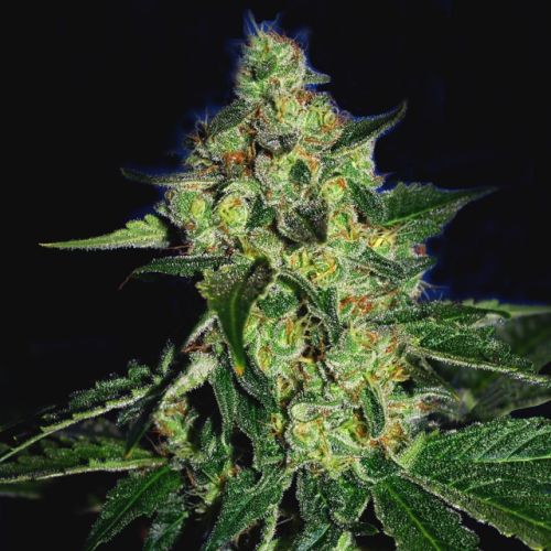 Sugar Mill - The Gold Line - Female Cannabis Seeds by The Cali Connection