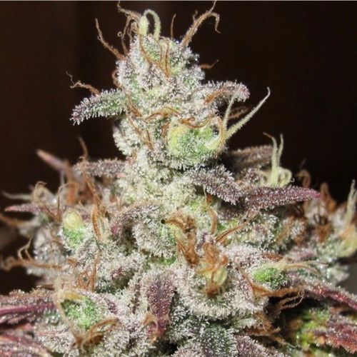 Sugar Tits Regular Cannabis Seeds by Ultra Genetics