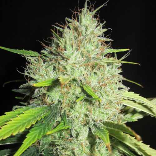 Sunday Gravy Regular Cannabis Seeds Ultra Genetics