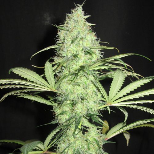 Sunday Gravy Regular Cannabis Seeds Ultra Genetics