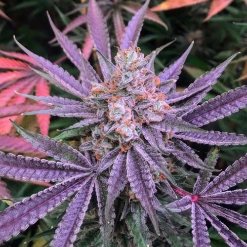 Strawberry Sunset Female Cannabis Seeds by Holy Smoke Seeds