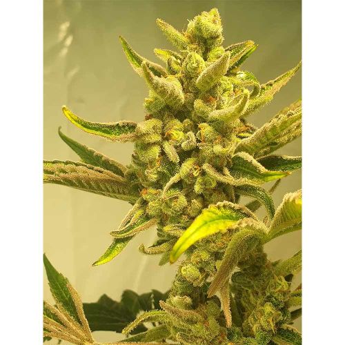 Supa Choopz Female Weed Seeds by Zmoothiez 