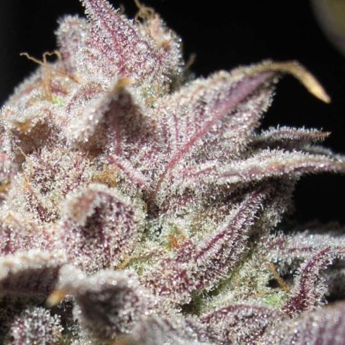 Super Silver Mandarin Female Weed Seeds by Ultra Genetics