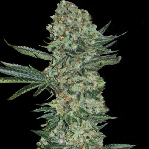 Enemy of the State Female Cannabis Seeds by Super Strains