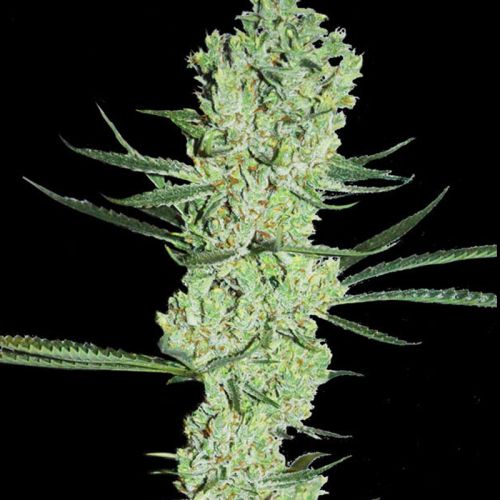 Amnesia Female Cannabis Seeds by Super Strains
