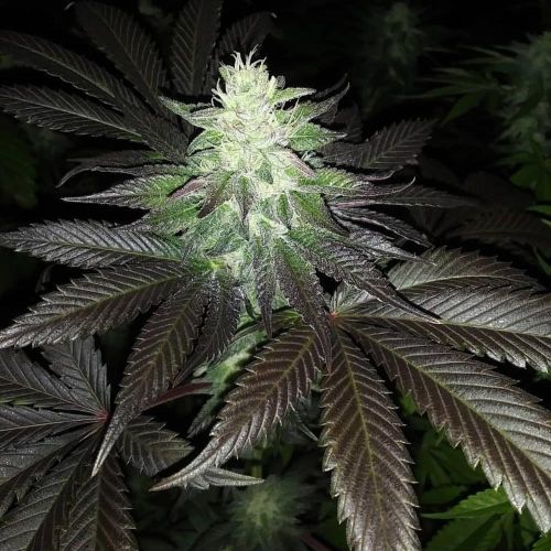 Super Zolider Serum Regular Cannabis Seeds by Dark Horse Genetics