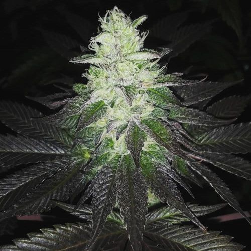 Super Zolider Serum Regular Cannabis Seeds by Dark Horse Genetics