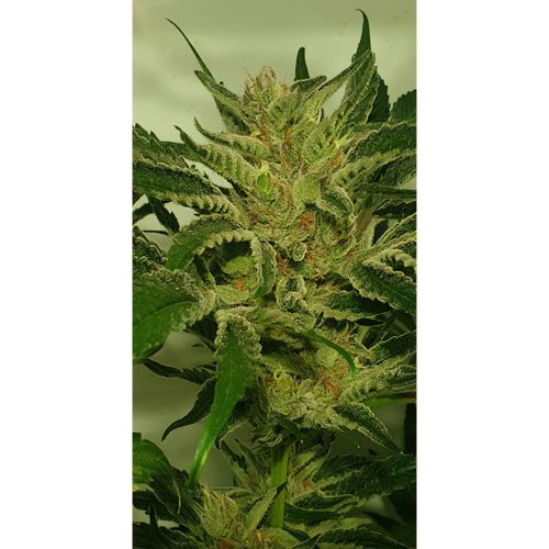 Supreme Nectar Female Weed Seeds by Zmoothiez 