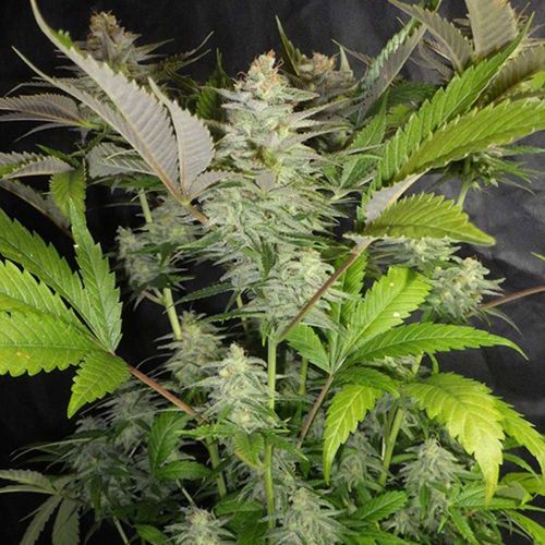 Sweet Lemon Razzlez Feminized Cannabis Seeds by Seedism