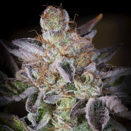 Sweetopia Female Weed Seeds by Paradise Seeds