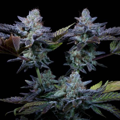 Sweetopia Female Weed Seeds by Paradise Seeds