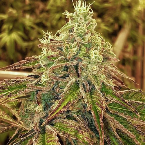 Sweets Regular Cannabis Seeds by Karma Genetics