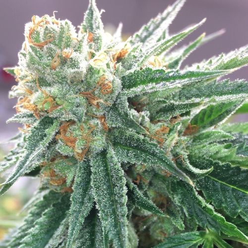 Symbiote Regular Cannabis Seeds by Dark Horse Genetics