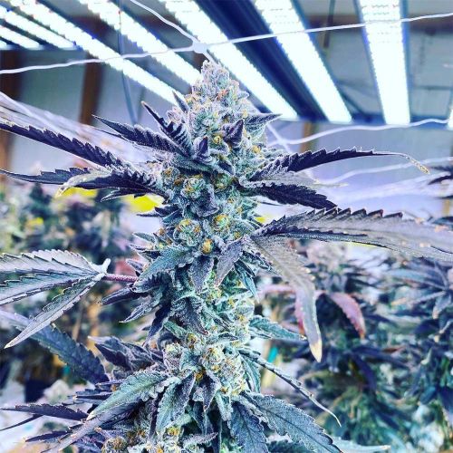 Kiyomi Feminized Cannabis Seeds by Symbiotic Genetics