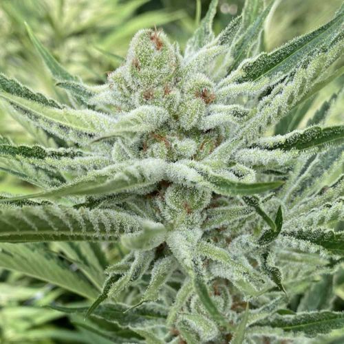 Nam Wah Feminized Cannabis Seeds by Symbiotic Genetics 