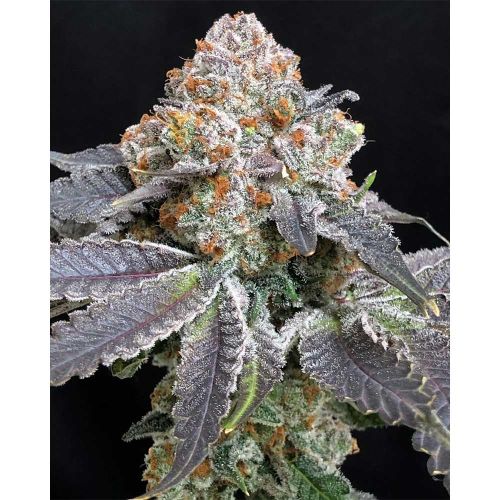 Rated R Feminized Cannabis Seeds by Symbiotic Genetics