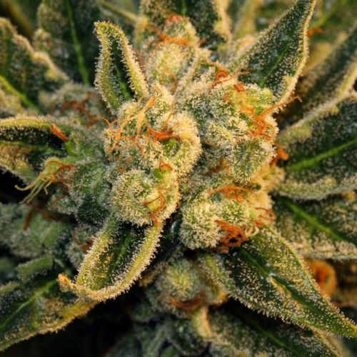 Bubble Gum Female Cannabis Seeds by Serious Seeds