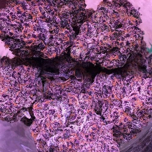 Tahoe Brunch Feminized Cannabis Seeds by Symbiotic Genetics
