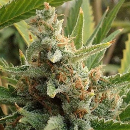 Tangerine Kush Regular Cannabis Seeds by Rare Dankness