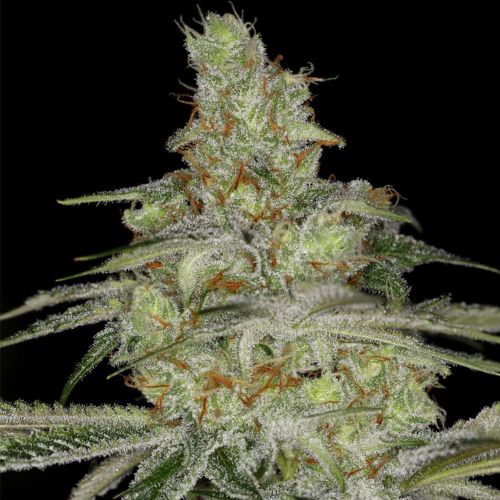 Tangie Ghost Train Female Cannabis Seeds by Little Chief Collabs