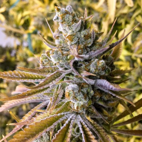 Tangie Ghost Train Female Cannabis Seeds by Little Chief Collabs