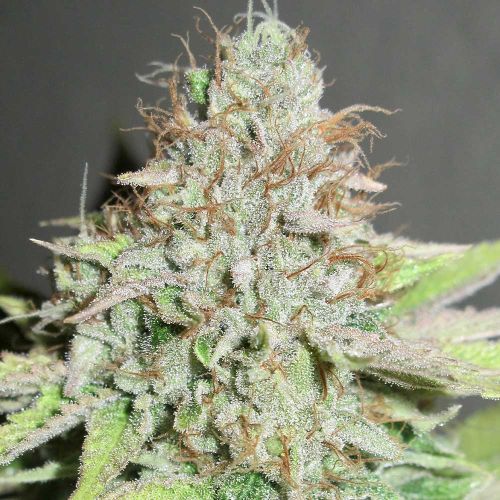 Terpatron 3000 F2 Female Weed Seeds by Ultra Genetics 