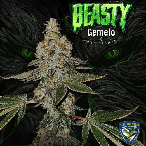 Beasty Feminized Cannabis Seeds by T.H.Seeds