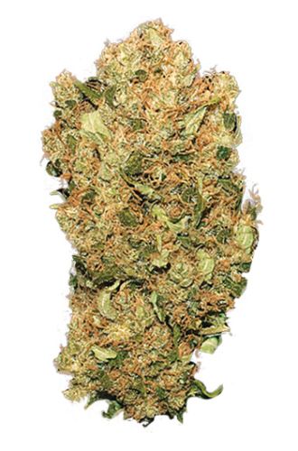 Kushage Regular Cannabis Seeds by T.H.Seeds