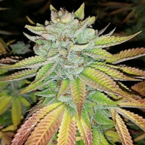 Tha Melon Regular Cannabis Seeds by Karma Genetics (Terp Line)