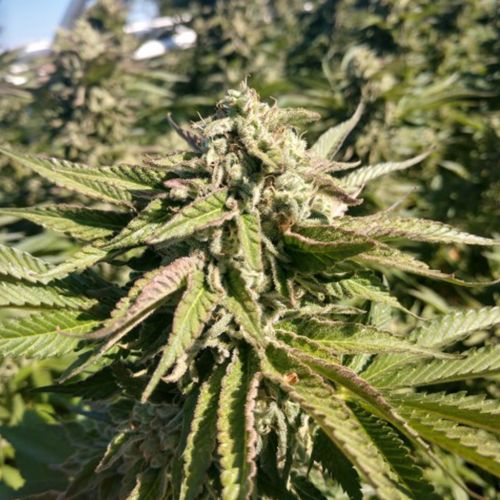 The Azucar Regular Cannabis Seeds by Plantinum Seeds - Terp Hogz 