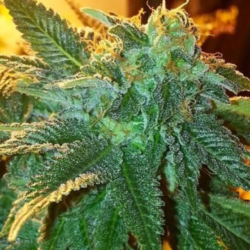 Alien OG Female Cannabis Seeds by Cali Connection