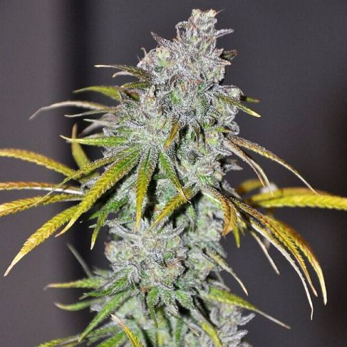 Blue Dream Haze Female Cannabis Seeds by The Cali Connection