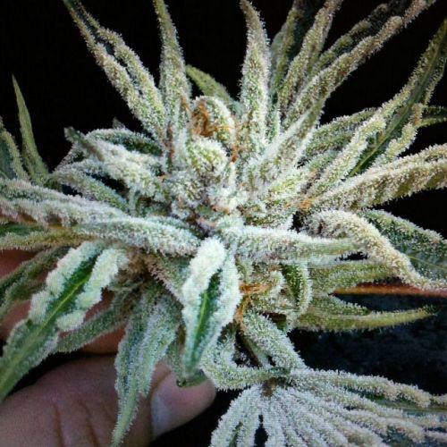 Buddha Tahoe OG Kush Female Cannabis Seeds by The Cali Connection