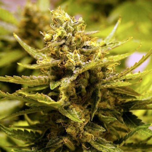 CBD OG Female Cannabis Seeds by The Cali Connection