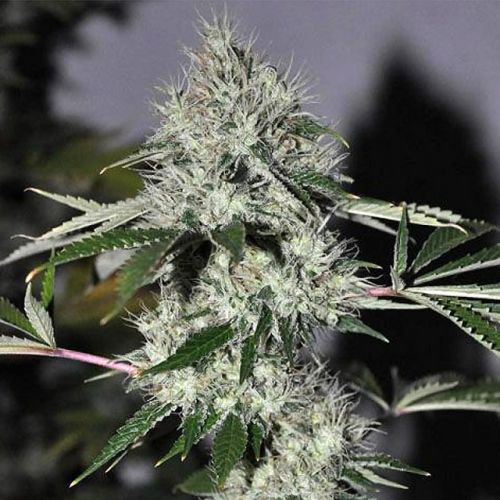 Chem4 OG Female Cannabis Seeds by The Cali Connection