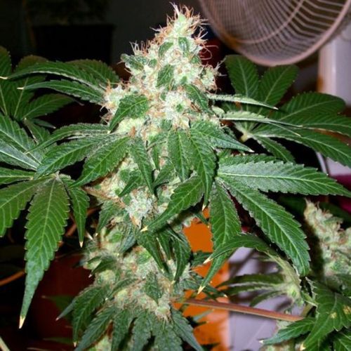 Chem Valley Kush Female Cannabis Seeds by The Cali Connection