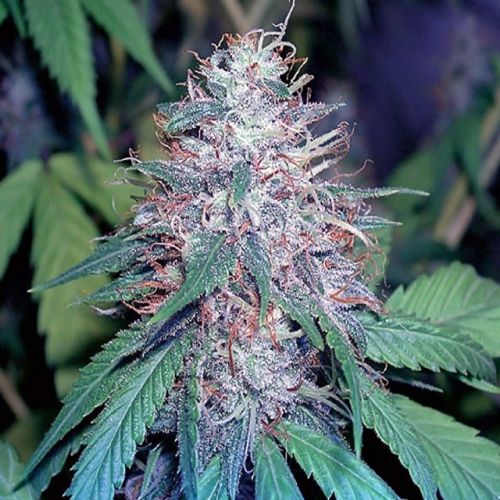 Grape Kush Female Cannabis Seeds by The Cali Connection