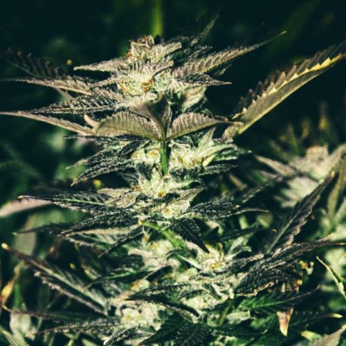 Jupiter OG Kush Female Cannabis Seeds by The Cali Connection