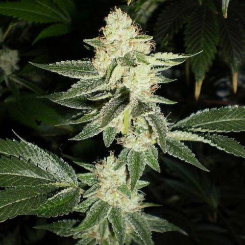 Louis XIII OG Female Cannabis Seeds by The Cali Connection