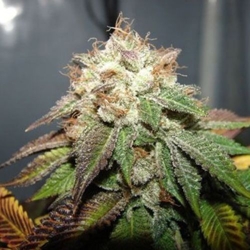 Pre98 Bubba BX2 Female Cannabis Seeds by The Cali Connection
