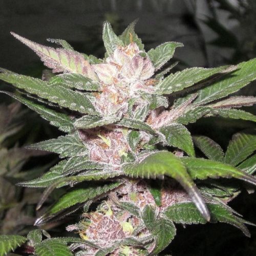 Purple Chem Female Cannabis Seeds by The Cali Connection