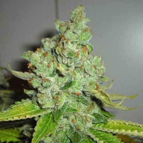 SFV OG Kush Female Cannabis Seeds by The Cali Connection