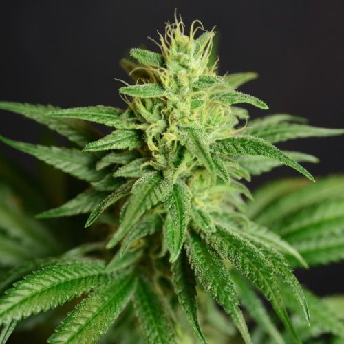 CBD Jean Female Cannabis Seeds by The House of the Great Gardener