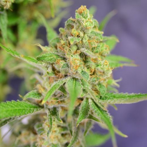Orange Barb Female Cannabis Seeds by The House of the Great Gardener