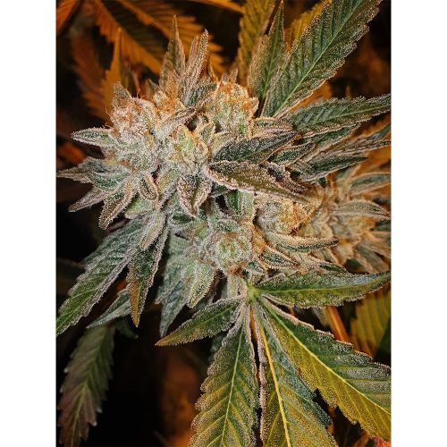 Chuntz Feminized Cannabis Seeds by Original Big Buddha Family Farms