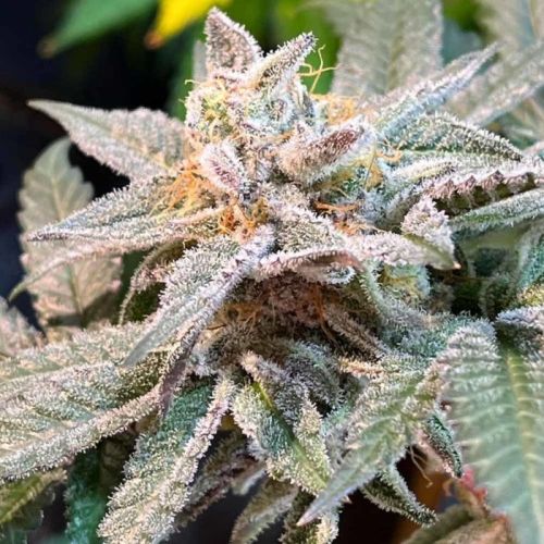 The Pedigree Regular Cannabis Seeds by Dark Horse Genetics 