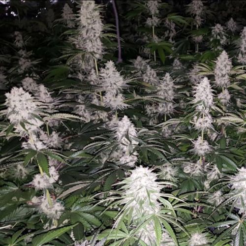 Spumoni Female Cannabis Seeds by The Plug Seedbank & Alien Labs