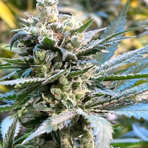 The Undercaker Regular Cannabis Seeds by Dark Horse Genetics 