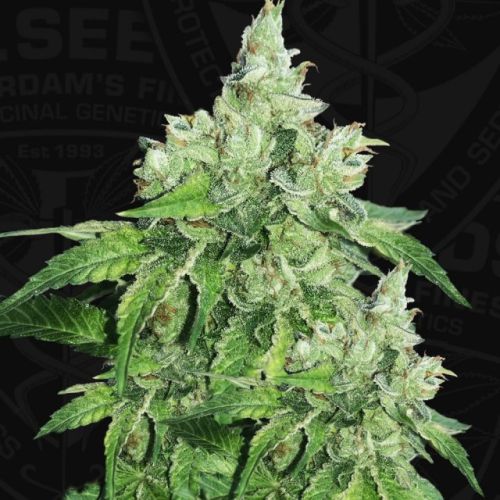 Citron Givré (Birthday Cake Selected) Female Cannabis Seeds by T.H.Seeds