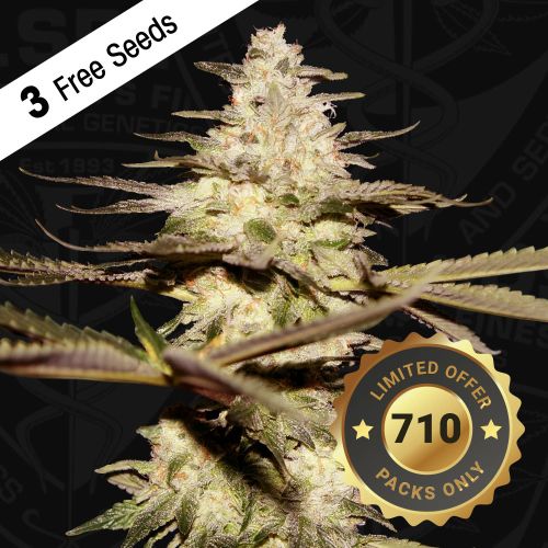 CaliFunk Female Cannabis Seeds by T.H.Seeds